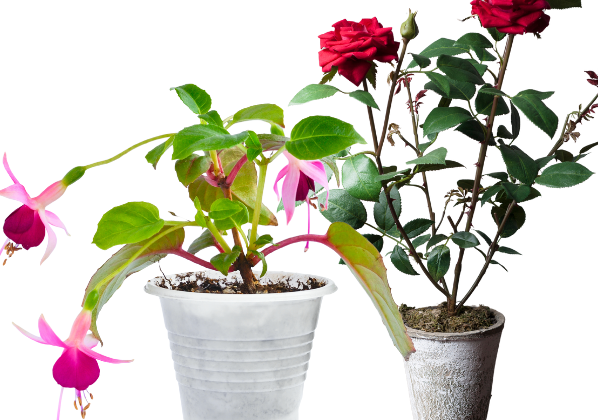 Worker in a greenhouse with potted flowers