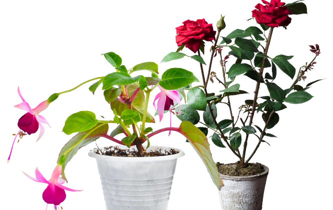 Werknemer met potplanten